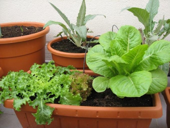 Curso de Huerta Urbana para balcones y pequeños espacios