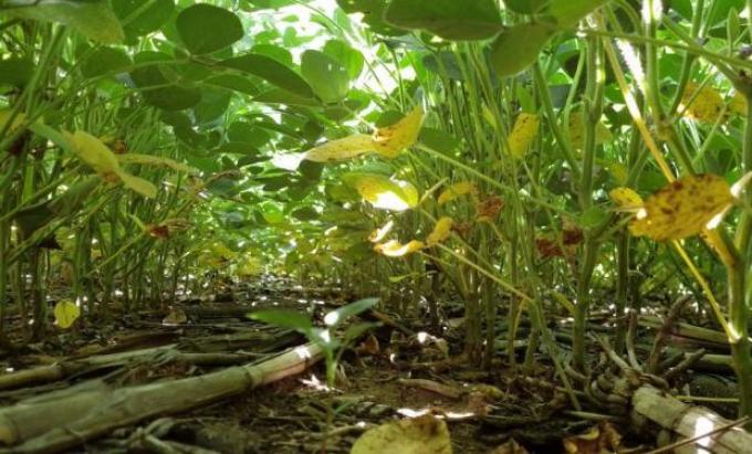 La definición del rinde de la soja quedó prácticamente cerrada luego de las lluvias