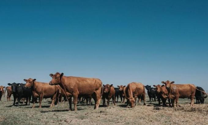 Trámites a distancia: suman cursos de acredidatación y reacreditación en sanidad animal