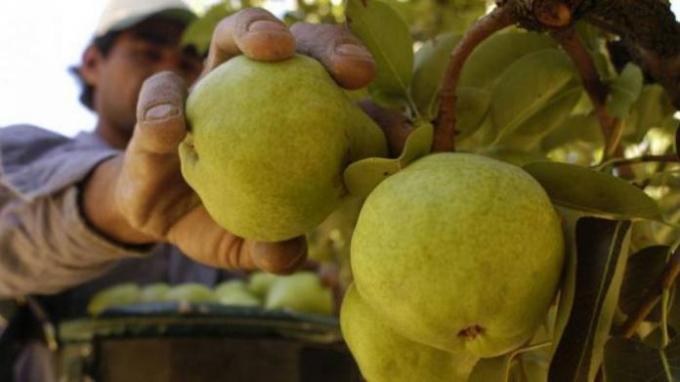 Buscan levantar el cierre de Brasil para las peras y manzanas de Argentina