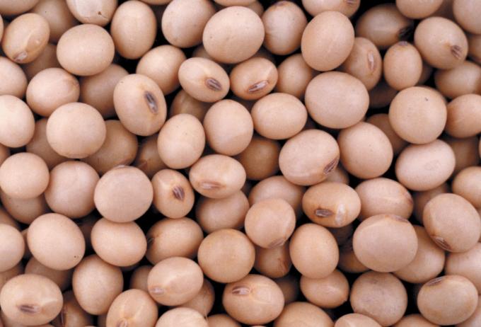 Argentina aprueba un nuevo evento biotecnológico para soja