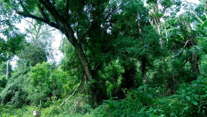 Ambiente habilitó las transferencias para los beneficiarios 2018 de la Ley de Bosques