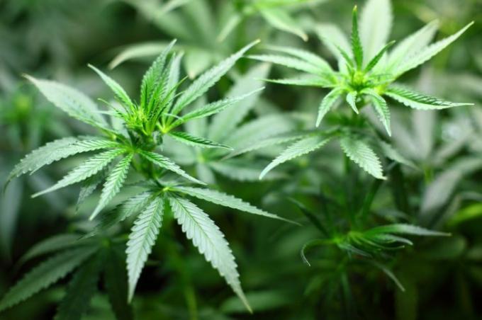 Nueva salida laboral para agrónomos argentinos: se estableció el marco normativo para producir cannabis medicinal