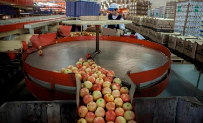 Brasil levantó la suspensión para las peras y manzanas de Argentina
