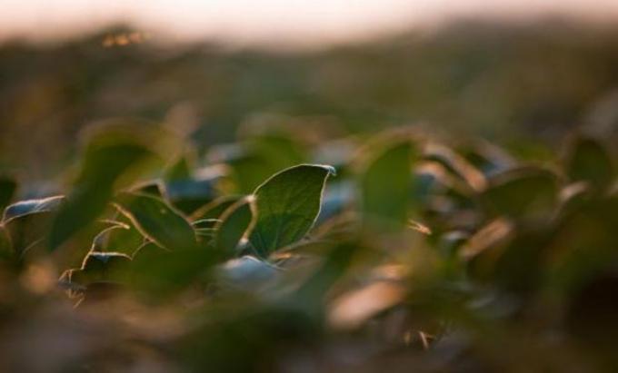Fertilidad de suelos argentinos: ¿Cómo estamos hoy?