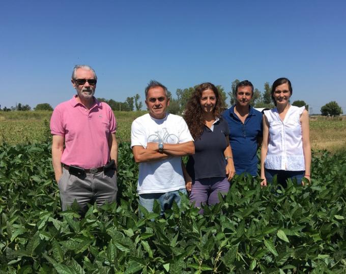 Un logro argentino: el Inase aprobó la variedad de soja Tango 4S que tiene la mayor parte de sus vainas con cuatro semillas