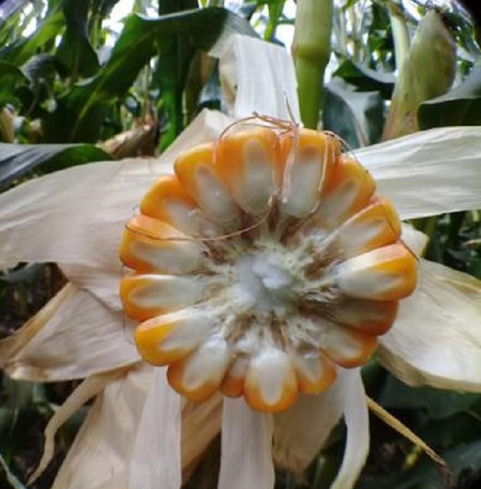 Qué hay detrás de los sorprendentes rindes de maíz en la zona agrícola núcleo.