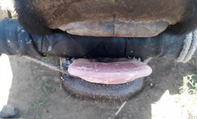 Encontró en la dentadura de las vacas un negocio que ya hizo de exportación
