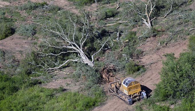  “Argentina está entre los 10 países que más destruyen sus bosques”