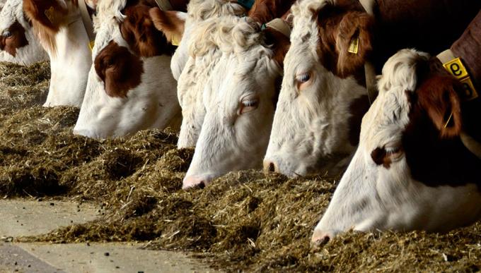 Cuál es el engrasamiento ideal para consumo