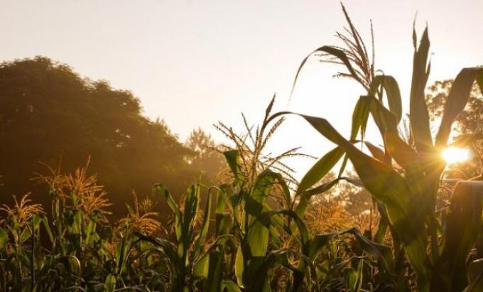 Los cinco números del impacto de la cadena de etanol de maíz