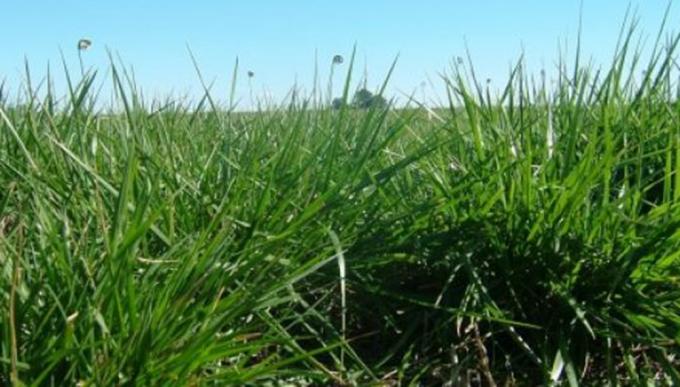 Alerta: detectan festuca infectada con un hongo que podría intoxicar bovinos