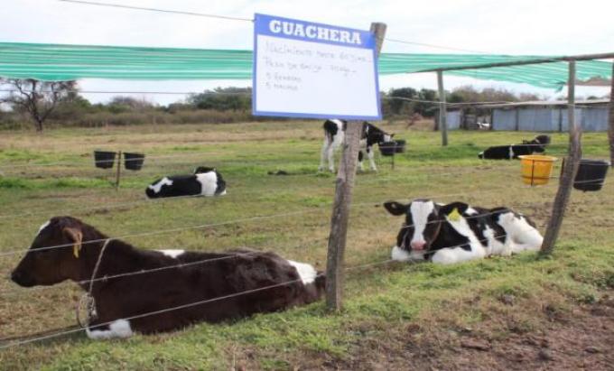 En 2020 los tambos tendrán una única guía de buenas prácticas