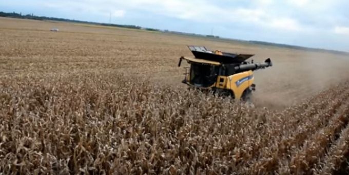 Buen avance de la cosecha de maíz con un rinde medio nacional que supera los 96 qq/ha