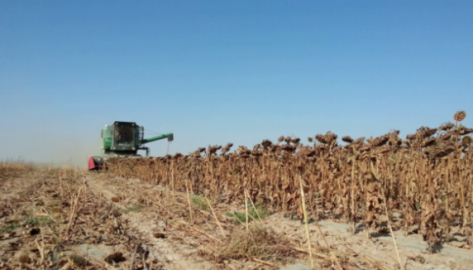 La cosecha de girasol mantiene su proyección de producción en casi 4 millones de toneladas