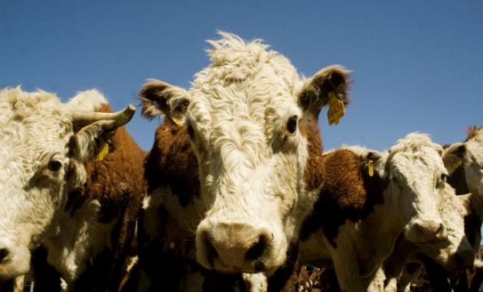 Exportación y consumo interno: el proceso de metamorfosis del negocio ganadero