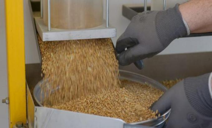 Trigo agroecológico: Santa Fe realizó la primera molienda a gran escala