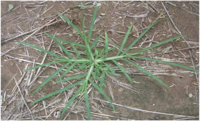 Malezas: emiten alerta amarilla por una posible resistencia múltiple