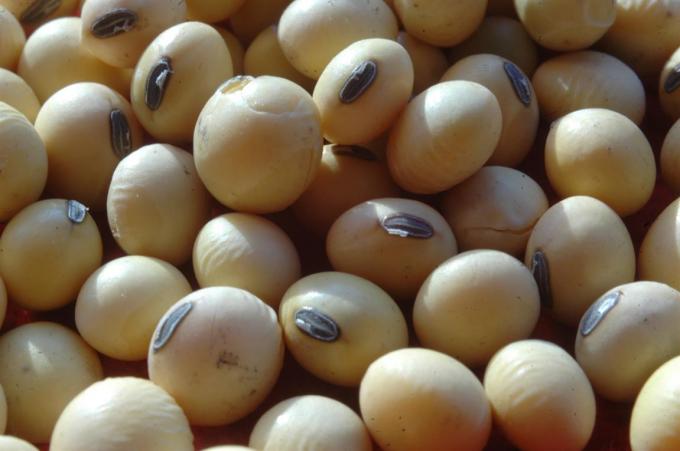 Subió el valor de la soja argentina tras el repunte externo y la devaluación del peso