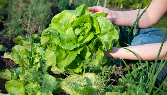 Hay más de 3,6 Mha de producción orgánica en Argentina, según el Senasa