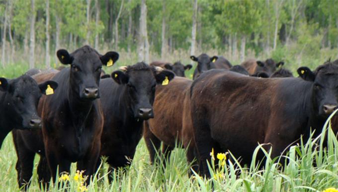 Liniers: 70% de hembras y terneras de 314kg en la jornada del martes