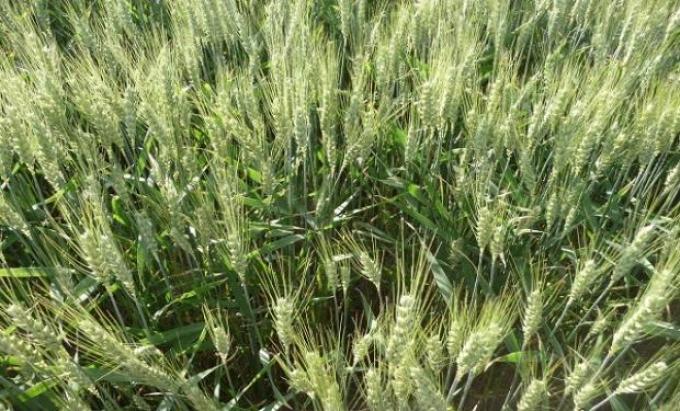 Cuál es el costo de guardarse semilla de producción propia