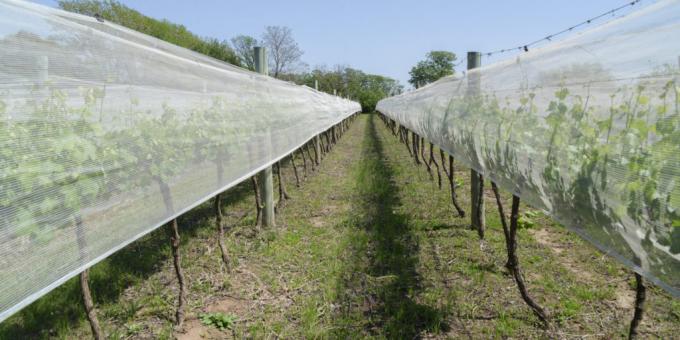 Malditas retenciones: en lo que va del año cayeron las exportaciones de la mayor parte de los productos agroindustriales argentinos