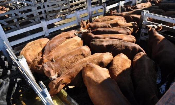 Destacado interés por la vaca en los mercados de hacienda