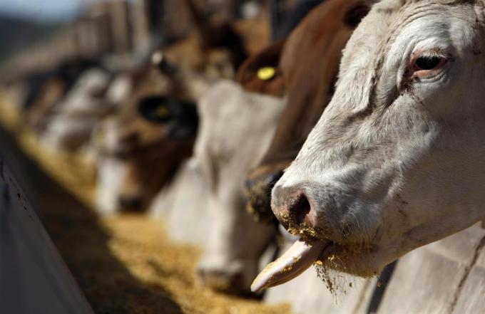 Alimentación: ¿granos enteros o molidos?