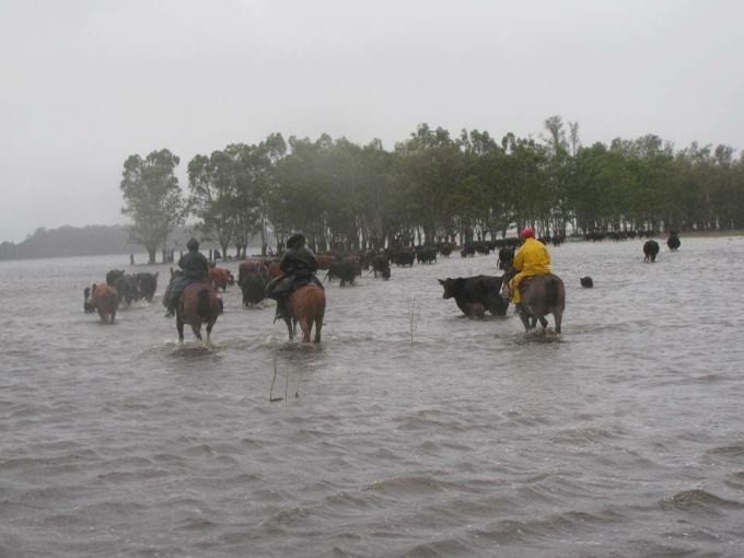 Inundaciones: drama en los campos del norte y en la cuenca lechera de Santa Fe.