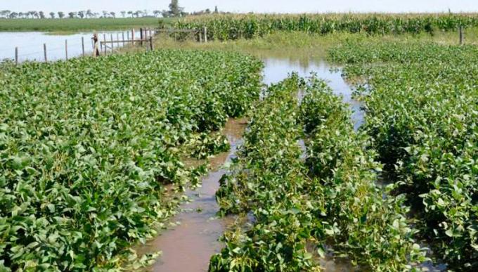En Santa Fe llovieron hasta 230mm y se sigue demorando la cosecha