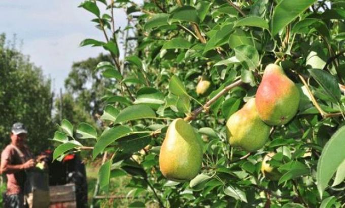 Prorrogan por un año la emergencia nacional para peras y manzanas