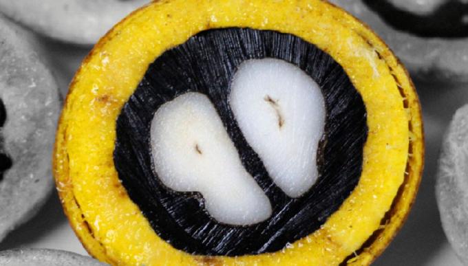 La palmera nativa que produce 10 veces más aceite que la soja