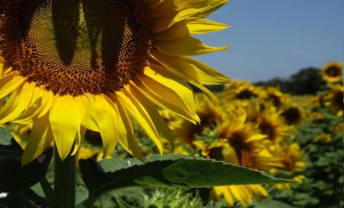 Se recuperó el componente externo de la matriz comercial del girasol argentino con un mayor aporte de valor agregado