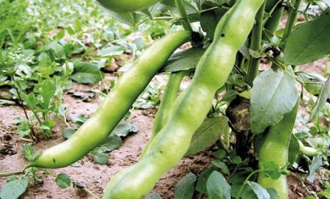 Claves para el manejo químico y mecánico contra las malezas en las legumbres