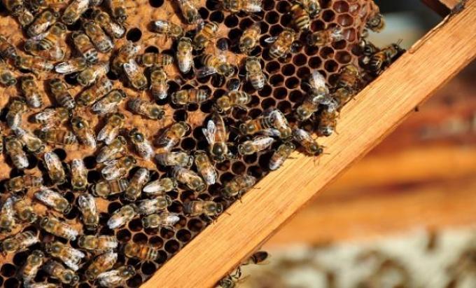 La calidad de la miel: de la flor a la mesa