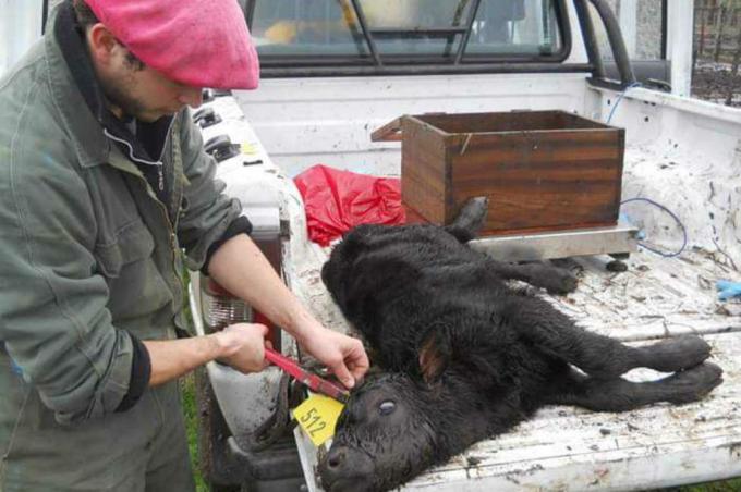 Son veterinarios y están creando "el Uber de las urgencias rurales"