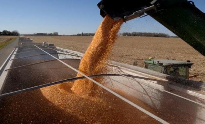 En junio la exportación de maíz podría crecer un 194% contra el año pasado