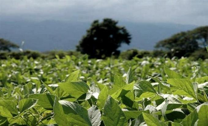 Santa Fe: la soja de segunda atraviesa el peor de los escenarios para el cierre del ciclo