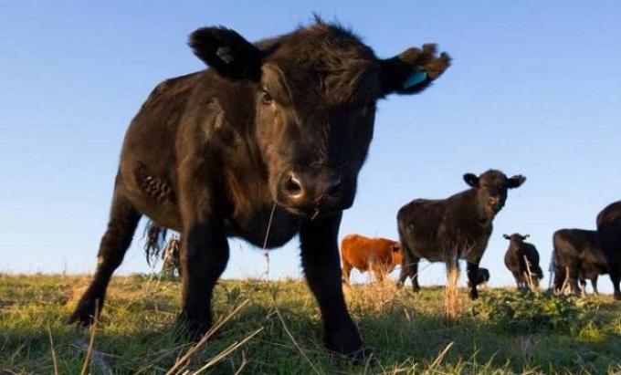 Intensifican controles a la importación de rumiantes tras los casos de vaca loca