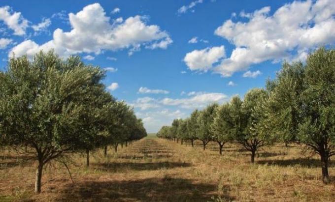 Logran un aceite de oliva en CABA con la calidad del Mediterráneo