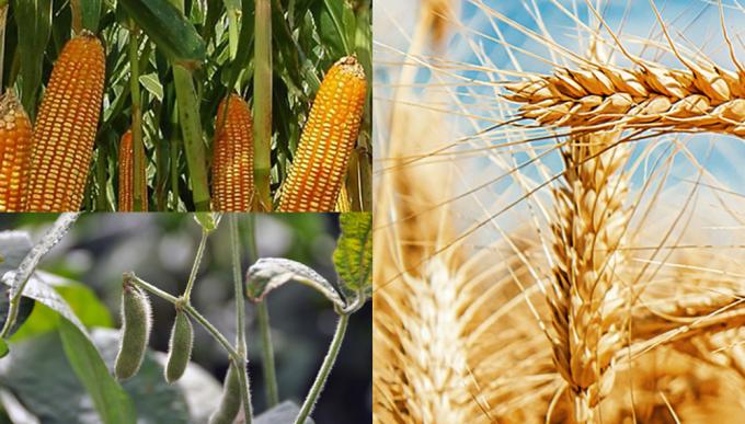 La producción agrícola incorpora más tecnología y mejor manejo