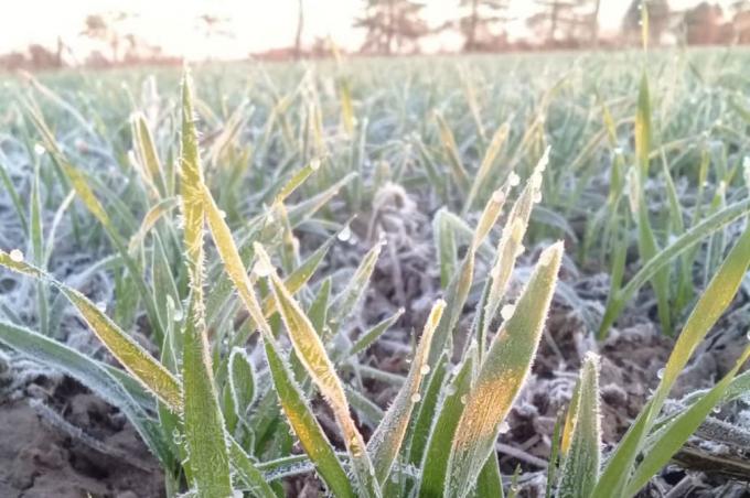 Heladas: cuáles son los trigos que quedaron expuestos a daños