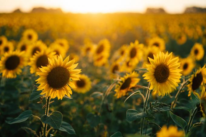 Girasol: frente al desafío de ofrecer un cultivo confiable en todas las  regiones - Sociedad Rural de Rosario