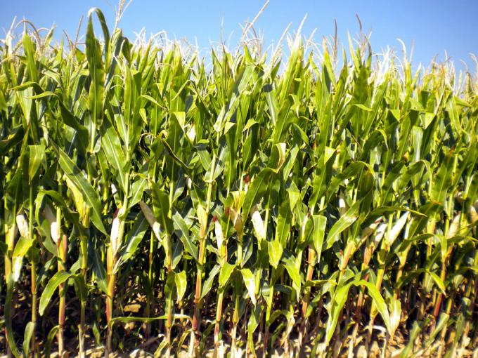 Agricultura: En junio, el Estado retuvo el 56,9% de la renta agrícola con retenciones, tasas e impuestos