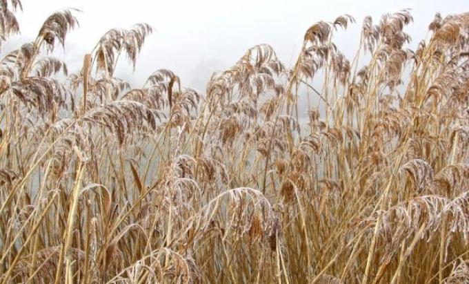 Una semana de invierno pero sin frío polar
