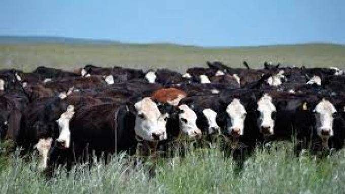  La Unión Europea reconoce a la Patagonia Norte A como región libre de aftosa sin vacunación