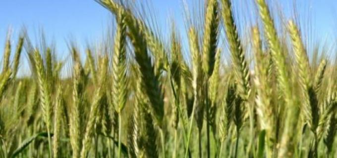 El trigo mejoró en sanidad gracias al frío