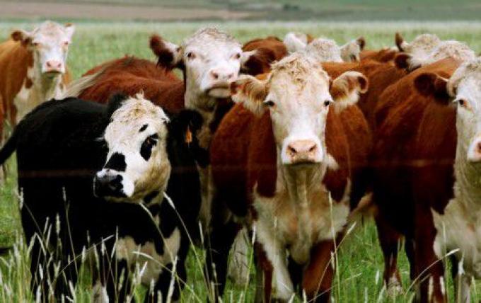 Mercosur: el novillo uruguayo es 4% más caro que el estadounidense