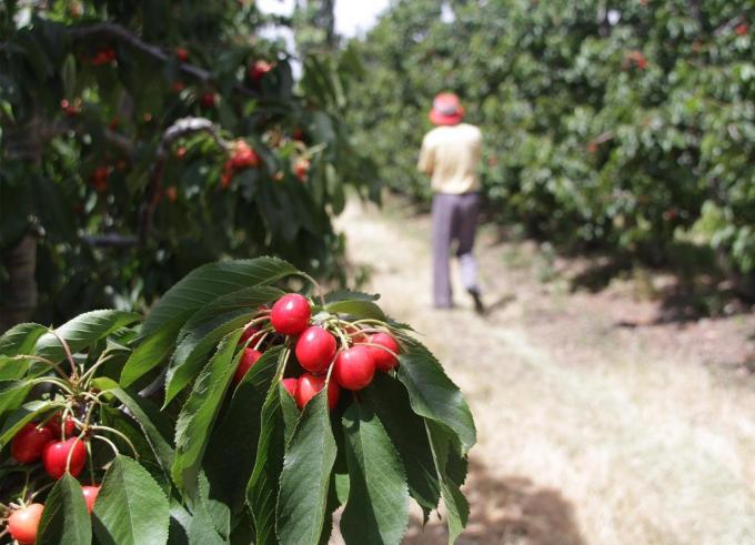 El gobierno baja los derechos de exportación para productos de las economías regionales